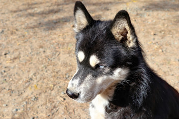 Obraz premium Siberian husky dog close-up. Portrait of a friendly breed of pets with an expressive and attentive look of a blue eyes.