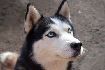Siberian husky dog close-up. Portrait of a friendly breed of pets with an expressive and attentive look of a blue eyes.
