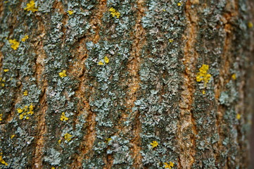 lichen on tree bark
