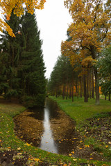 Autumn in the forest. Walk in the Park. Saint-Petersburg.