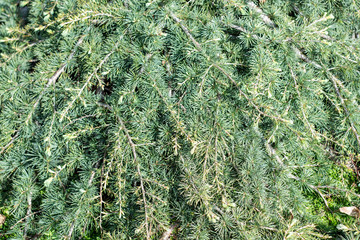 Green branches of cedrus libani pendula