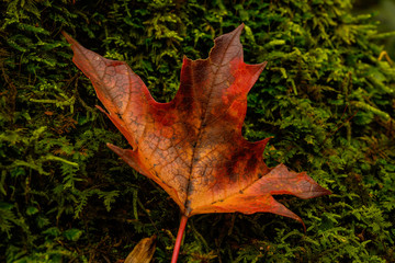 Burnt Orange Leaf on Mossy Forest Floor