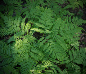 Naklejka na ściany i meble Spring fern leaves in the forest