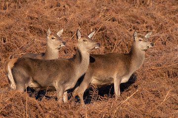 Red Deer Hinds (Cervus elaphus) in thick bracken