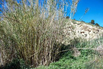 cañas creciendo en el rio