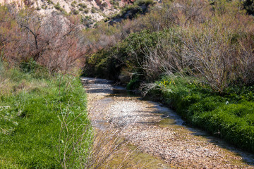 arroyo secandose rodeado de maleza