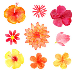 Set of watercolor tropical flowers isolated on a white background. collection of flowers in red colors