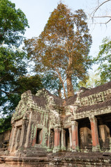 Fototapeta na wymiar Ta Prohm Temple in Angkor complex. Siem Reap, Cambodia.