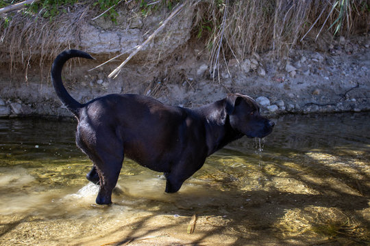 Pitbull bañandose en el rio