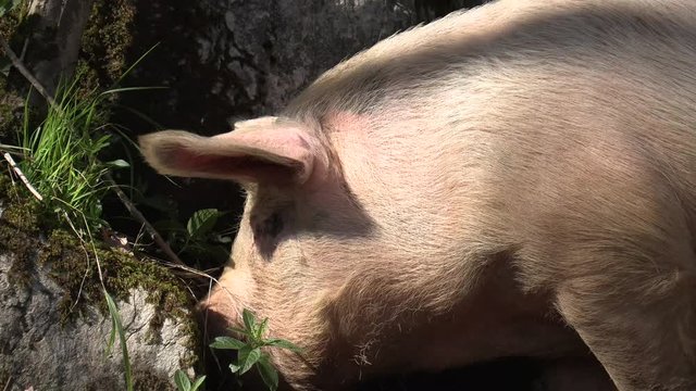 Cerdos en libertad