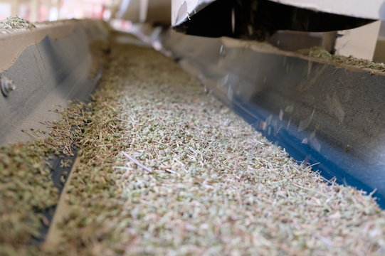 oregano, thyme, spice, plant, herbal tea, herbal, tea, factory, production, production line, natural, turkey, denizli, pamukkale, gozler, harvest, fresh thyme, kekik