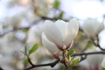 Fototapeta na wymiar magnolia flower on a tree in a beautiful spring day bokeh background