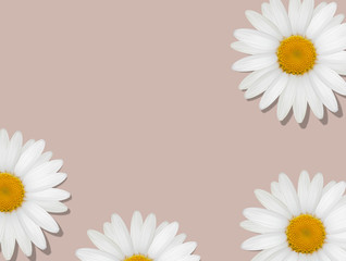 Spring is coming. Chamomile and a wooden backdrop. Daisy.
