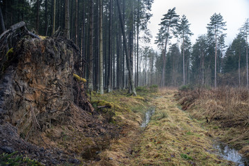 forest in europe in early spring