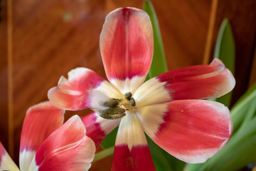 Blossomed tulip in all its glory with pestle, stamens and cobwebs