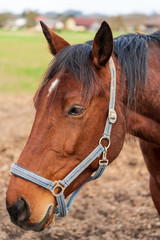 Obraz premium braunes Pferd