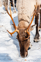 Rentier Lappland Schweden