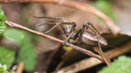 nsecta, natur, makro, spinne, tier, blatt, green, close up
