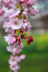 japanese cherry blossom - Schwetzingen Germany