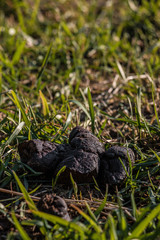Dog poop left behind on the middle of the field