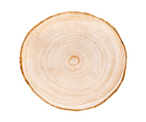 Wood slice with with growth rings isolated on white. Natural smooth wood texture.