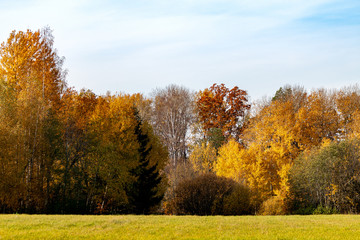 Naklejka na ściany i meble Autumn landscape with colorful forest.