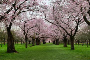 Obraz premium japanese cherry blossom - Schwetzingen Germany