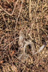 Plastic waste thrown away in the middle of nature