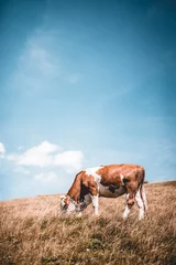 Fotobehang Lichtblauw koe op weide