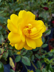 A beautiful rose flowers outdoors. Roses in the garden.