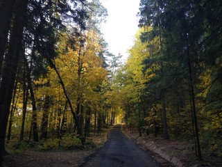 Fototapeta premium road in forest