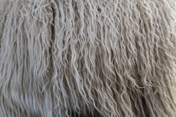 Close-up of thick, white, winter wool of an Icelandic sheep