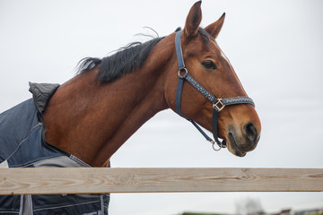 portrait of beautiful mare horse in halter and blanket in paddock