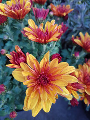 A bouquet of beautiful chrysanthemum flowers outdoors. Chrysanthemums in the garden.