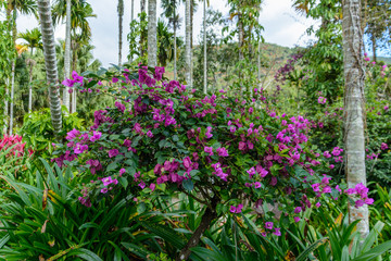 Fototapeta na wymiar The various vegetation, flowers and trees in the tropical forest in Yanoda Park, Sanya city. Hainan, China.