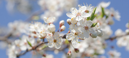 Flowering branch of fruit tree. Cherry blossomed in the spring.
