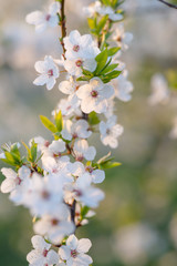 Flowering branch of fruit tree. Cherry blossomed in the spring.