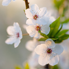 Flowering branch of fruit tree. Cherry blossomed in the spring.
