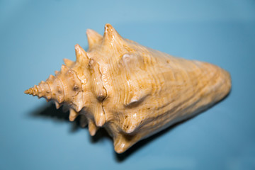Shell of the Royal strombus clam (Strombus gigas) yellow on blue, marine life, mollus