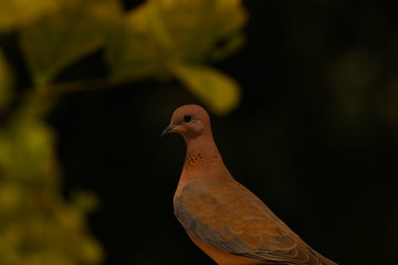 perfect blurred background dove