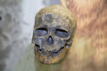 CRO-magnon skull (Homo sapiens) on a gray background, a dummy. Osteology, anatomy, the science of...