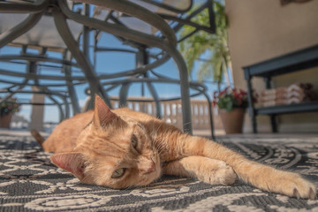 Sleepy Orange Tabby Cat