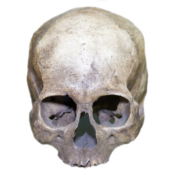 The skull of an Ethiopian (Homo sapiens) is gray isolated on a white background. Osteology, anatomy, the science of man.
