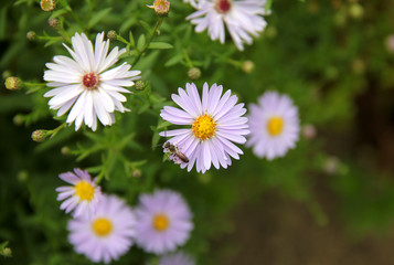 Fototapeta premium Fleur