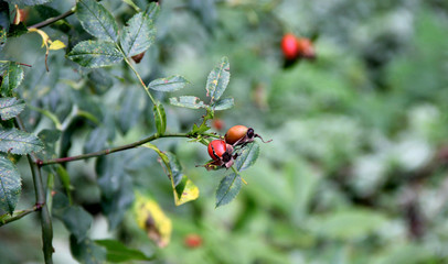 Fleur fanée