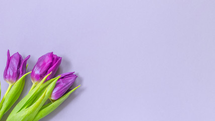 banner with a bouquet of purple tulips . flower background with tulips.