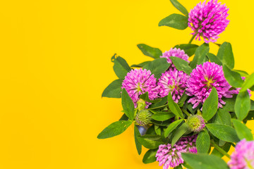 pink clover on yellow background with space for text