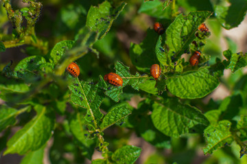 larvae of Colorado potato beetles on potato fields