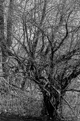 short knarled tree in black and white