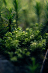 Detailaufnahme von Moos am Waldboden